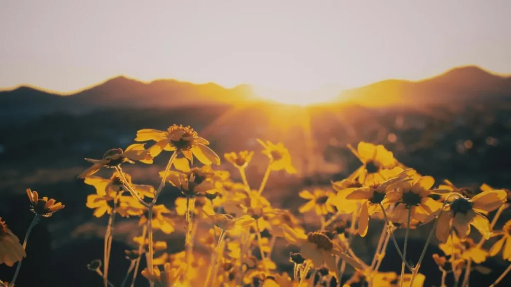 Reset Your Nervous System