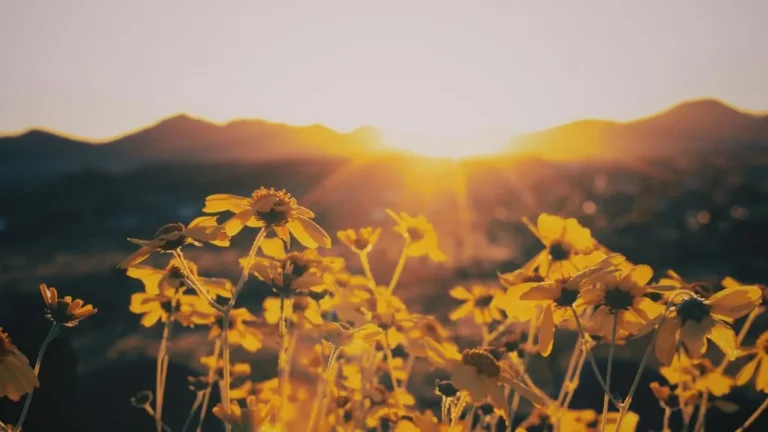 Reset Your Nervous System