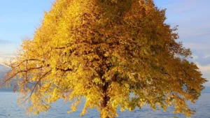 Autumn Tree Healing Your Nervous System Tree