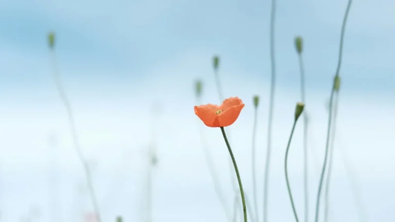 Part 2 Inner Critical Voice